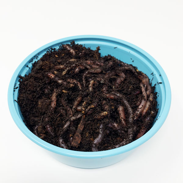 redworms large, 1.3 gram, 24 per cup